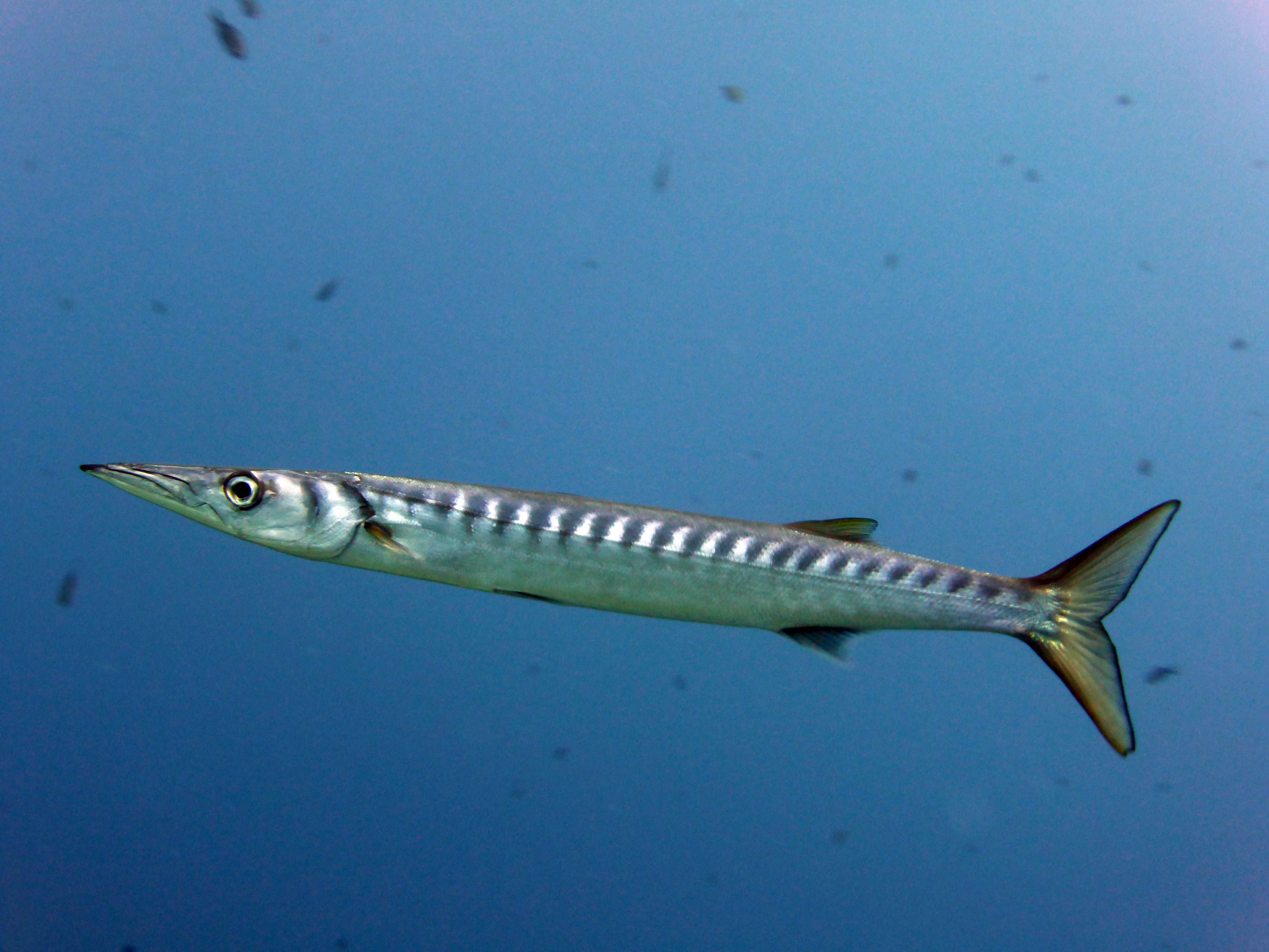 Barracuda