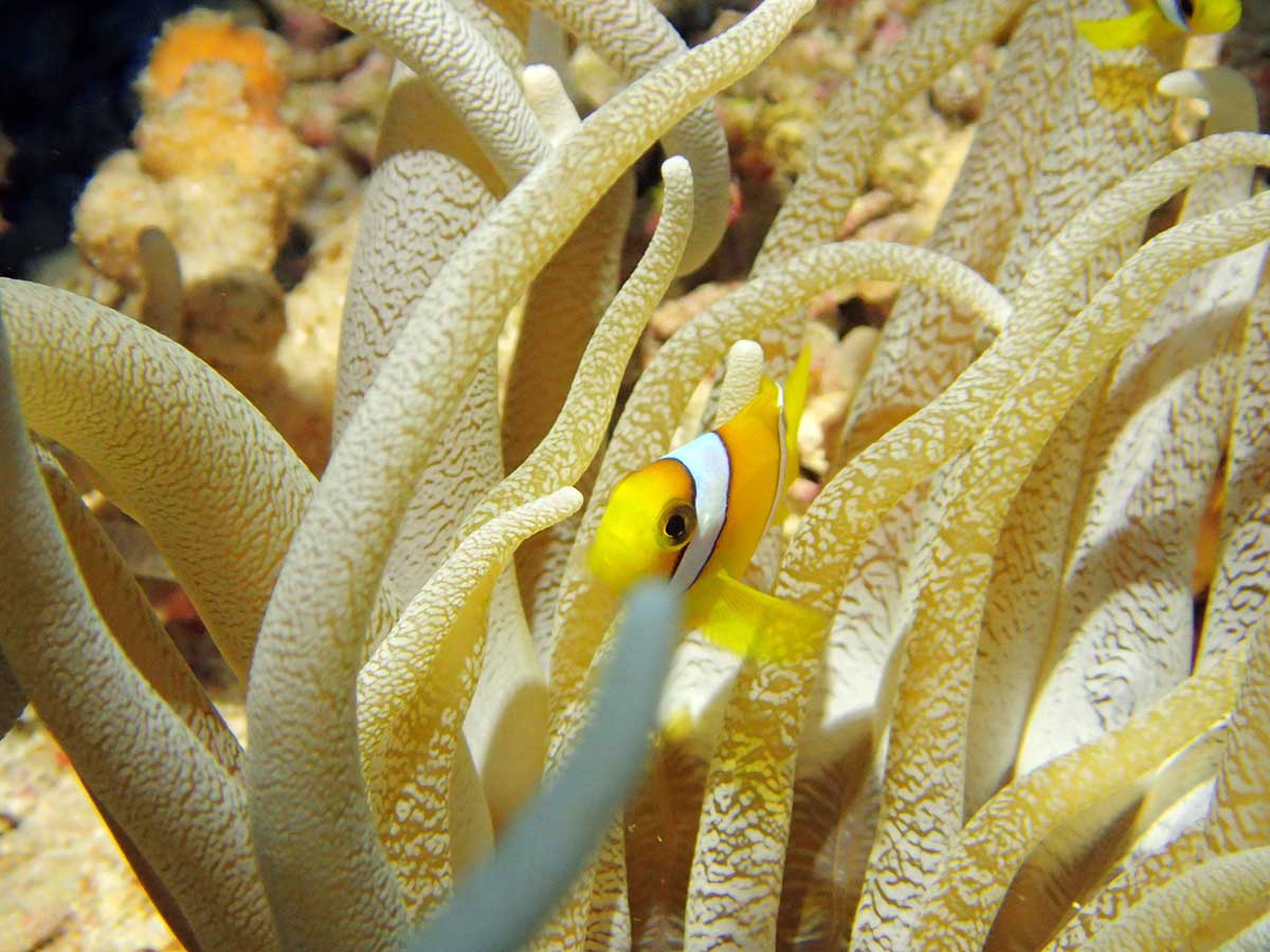 Amphiprion Bicinctus P6172802