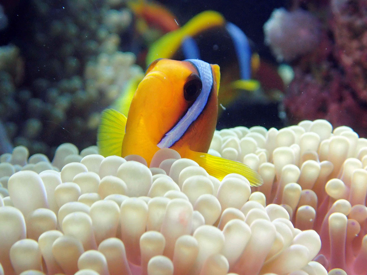 Amphiprion Bicinctus P6183205